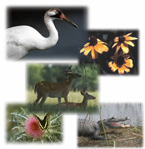 collage of wildlife photos