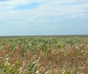 Image of Corn Field