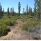 Timber Crater wilderness study area