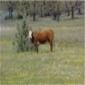 Cow grazing near a stand of  Juniper trees