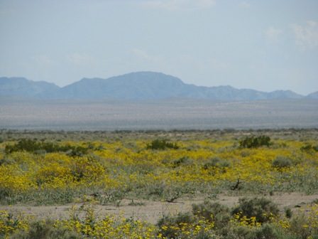 Cadiz Vally filled with Sunflowers