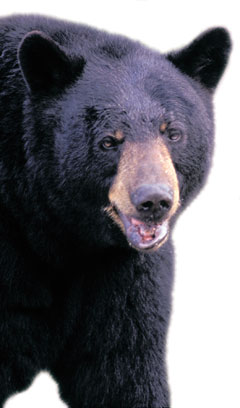 Scientists estimate that 1,600 black bears live in the park.