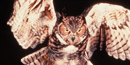 Great Horned Owls can be heard most often in January and February