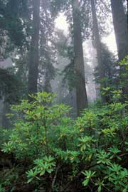 Old growth redwood trees in Headwaters Forest