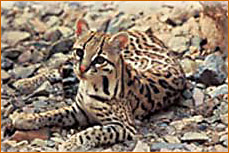 ocelot