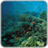 Coral Reefs