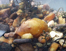 Image of The James River spinymussel
is extremely rare and has a small geographic range. Credit: John Alderman, VA Dept. of Game and Inland Fisheries