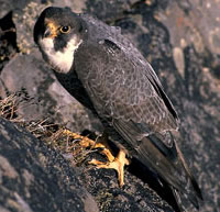 Arctic Peregrine Falcon. Credit: Steve Maslowski.