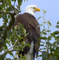 Bald eagle in tree. 