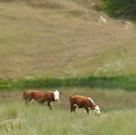 Cows grazing in California grassland.  credit U.S. Fish and Wildlife Service