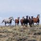 sandwash_wild_horses