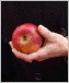 Photo of a hand holding an apple.