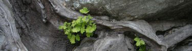 An oak sprout