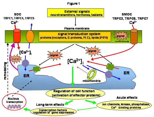 Ca2+ Signaling Mechanisms and Cell Function