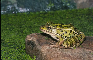 Image of Northern Leopard Frogs (Rana pipiens)