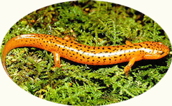 Northern red salamander (Pseudotriton ruber)