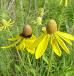 Yellow coneflowers amid bright green grasses.