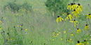 Yellow coneflowers in the lush green prairie grass.