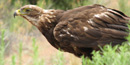 Golden eagle