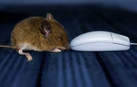 mouse