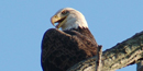 Photo of Bald Eagle taken in Cuyahoga Valley National Park where an eagle pair built their first nest in 2006. Photo by Martin Trimmer.