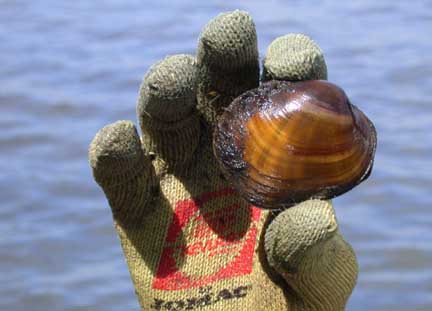 Photo of Higgin's eye pearlymussel