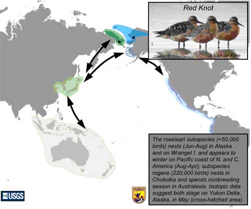 Distribution map of Red Knot