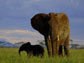 image of elephants