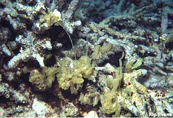 Coral rubble, the result of storm damage.