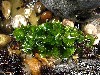 Sea Lettuce