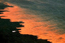 Red tide, Florida Gulf Coast