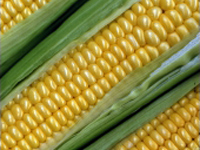 Photo of ears of corn.