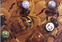 Photo of bees with numbers