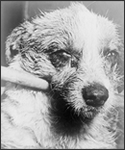 Close-up of a dog's face during late-stage "dumb" paralytic rabies.