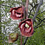 picture looking up into a brown flower on a tree branch