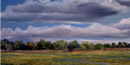 water color painting of a wetland