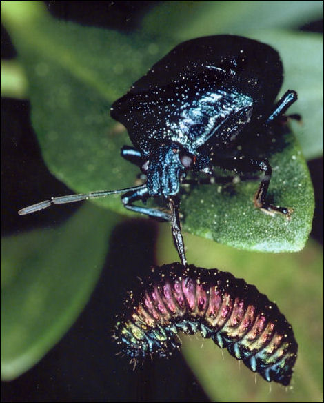 Stink bug eating leaf beetle larva