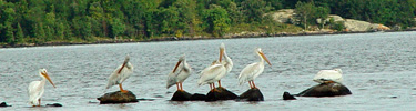 White Pelicans on a Rocky Outcrop