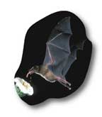 Lesser long-nosed bat