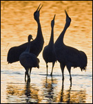 Cranes at daybreak.