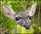 Close up of a Key deer's face seen through foliage.
