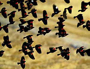 Red-winged blackbirds flying over Bosque del Apache Refuge in New Mexico.