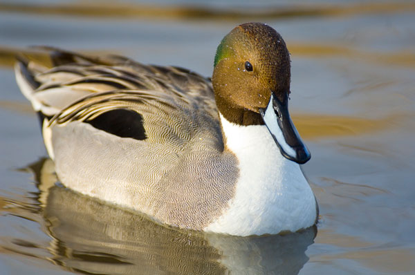 A male northern pintail duck in Japan