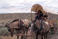 Wagon on the Oregon Trail