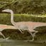 coelophysis