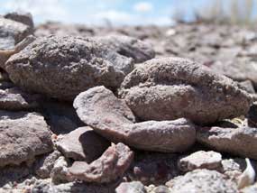 clam fossils