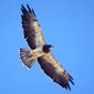 Soaring over the Snake River Birds of Prey NCA