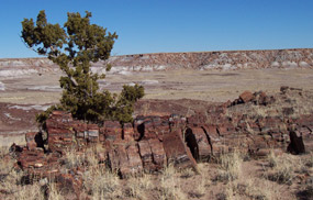 juniper tree growing out of a petrified log