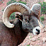 Bighorn Sheep