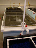 A fish tank used to expose fish to wastewater effluent in a controlled laboratory experiment for the Emerging Contaminants Investigation